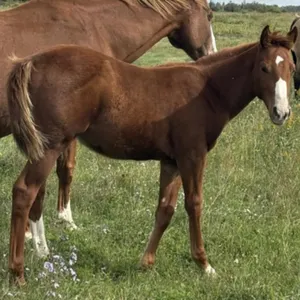 FAL FAMOUS RED AFFAIR 2026 AQHA RED DUN STALLION