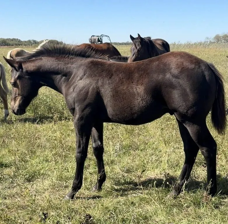 JM PISTOLS MAXIMUS 2026 AQHA BLACK STALLION