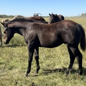JM PISTOLS MAXIMUS 2026 AQHA BLACK STALLION