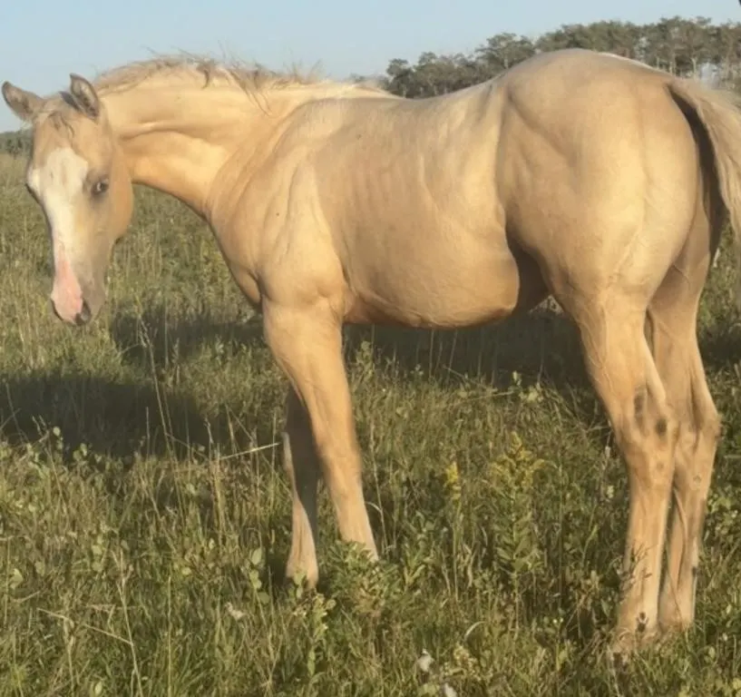 JM CORONA LOVE 2026 AQHA PALOMINO STALLION
