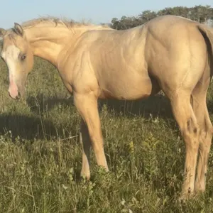JM CORONA LOVE 2026 AQHA PALOMINO STALLION