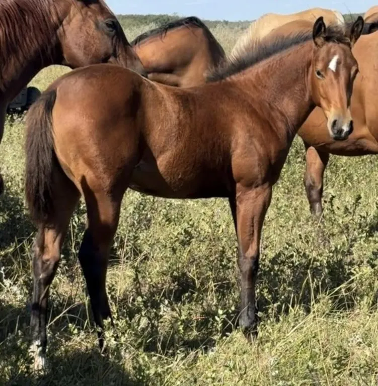 JM MARA'S BLUES 2026 AQHA BAY FILLY