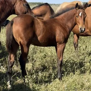 JM MARA'S BLUES 2026 AQHA BAY FILLY