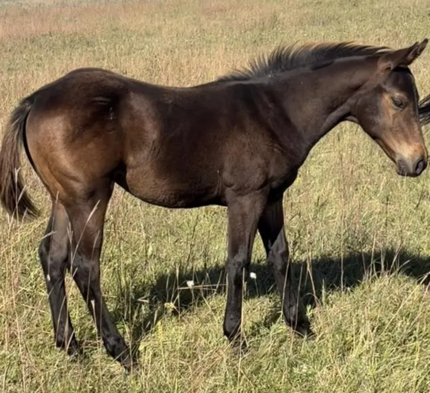 JM SECRET PISTOL 2026 AQHA BROWN STALLION