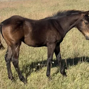 JM SECRET PISTOL 2026 AQHA BROWN STALLION