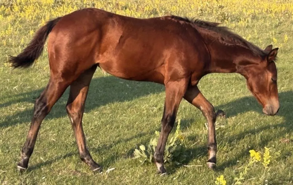THIS FROGS TRIPPY 2026 AQHA BAY FILLY