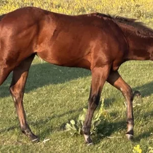 THIS FROGS TRIPPY 2026 AQHA BAY FILLY
