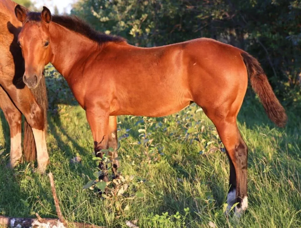 HER HOLLYWOOD IMAGE 2026 AQHA BAY FILLY