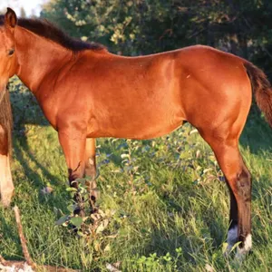 HER HOLLYWOOD IMAGE 2026 AQHA BAY FILLY