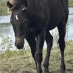 DUDES SAILING SUE 2026 AQHA BLACK FILLY