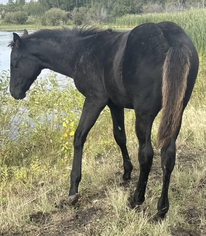 MSIX TEARING TURF 2026 AQHA BLACK STALLION