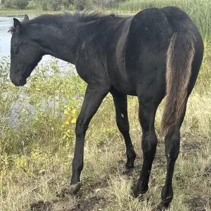 MSIX TEARING TURF 2026 AQHA BLACK STALLION