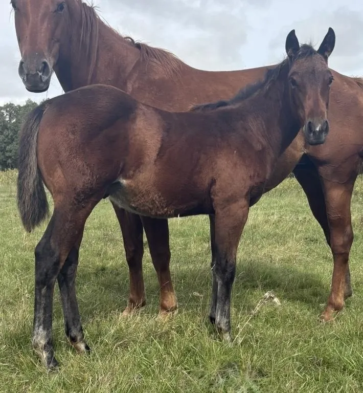 MSIX DUDES RUNINCHEX 2026 AQHA BAY STALLION