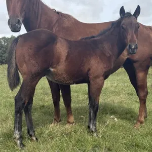 MSIX DUDES RUNINCHEX 2026 AQHA BAY STALLION