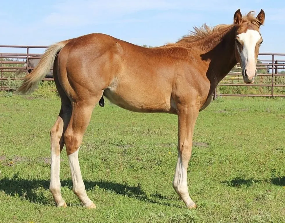 DACS FIRE A GUN 2026 AQHA CHESTNUT STALLION