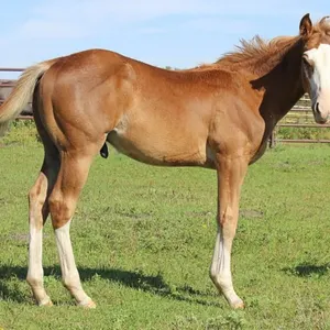 DACS FIRE A GUN 2026 AQHA CHESTNUT STALLION