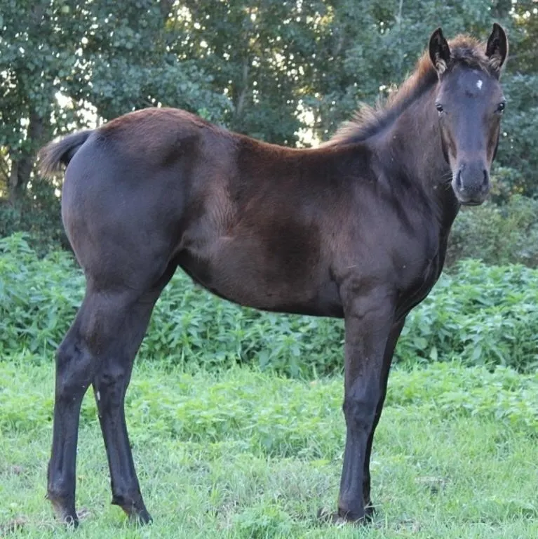 DACS SIX SHOOTER J 2026 AQHA BROWN FILLY