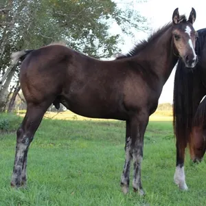 DACS LEAPIN FIRE 2026 AQHA BUCKSKIN STALLION