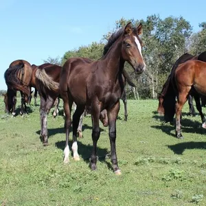 DACS BLAZIN LAZER 2026 AQHA BROWN FILLY