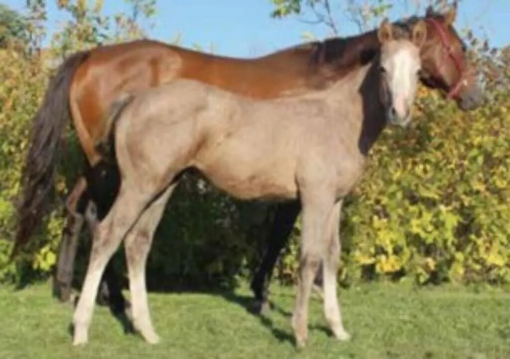 JD CHICKS A CASHING 2026 GRAY FILLY