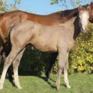 JD CHICKS A CASHING 2026 GRAY FILLY