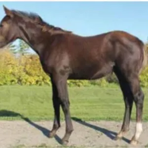 JD LONE DEALER 2026 AQHA GRAY STALLION
