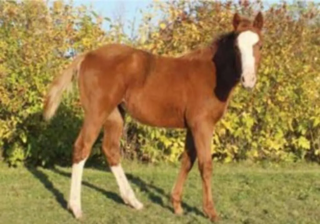 JD FANCY LIL FROST 2026 AQHA SORREL FILLY