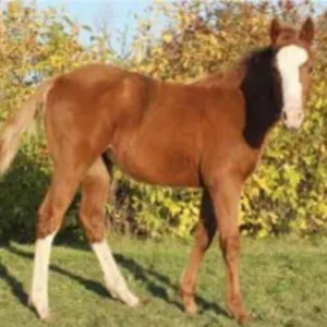 JD FANCY LIL FROST 2026 AQHA SORREL FILLY
