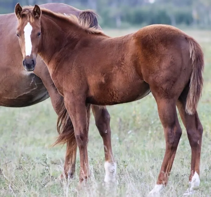 DHS MERLOT MADE ME 2026 AQHA CHESTNUT FILLY