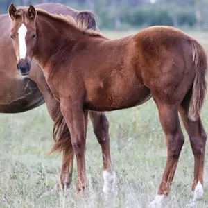 DHS MERLOT MADE ME 2026 AQHA CHESTNUT FILLY