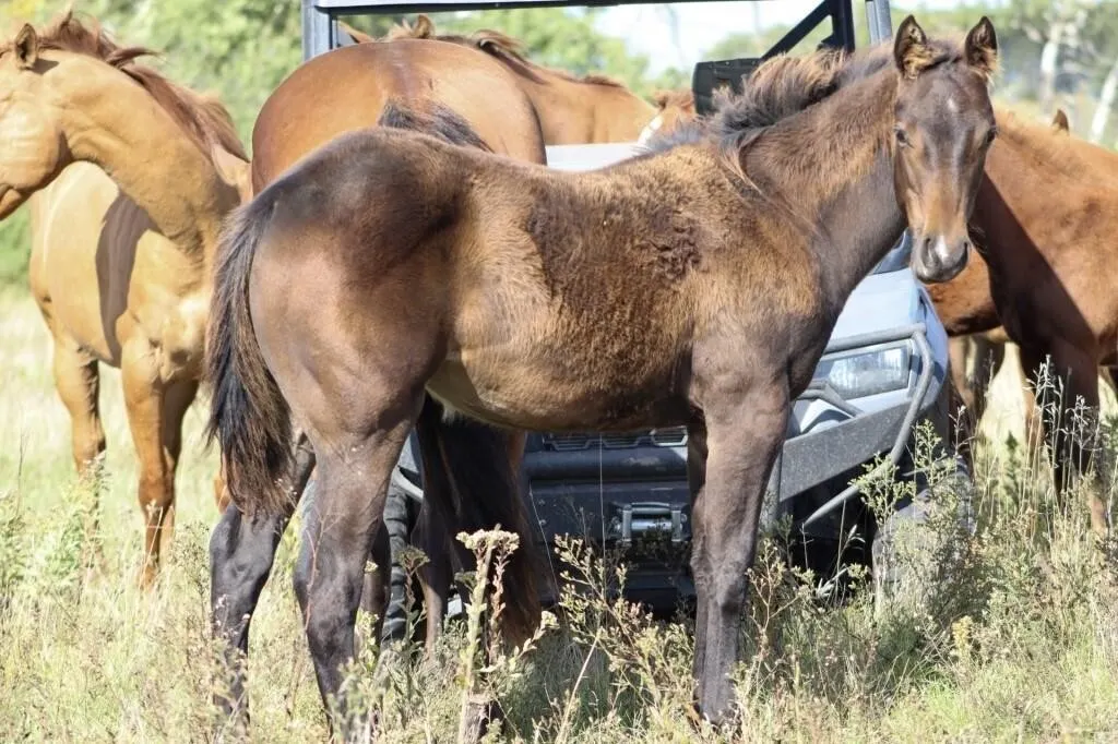DHS FAME N MOON 2026 AQHA BROWN FILLY