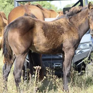 DHS FAME N MOON 2026 AQHA BROWN FILLY