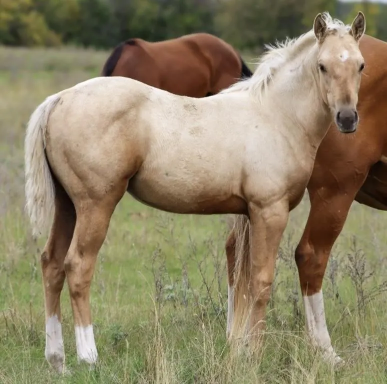 DHS DASH OF MERLOT 2026 AQHA PALOMINO FILLY