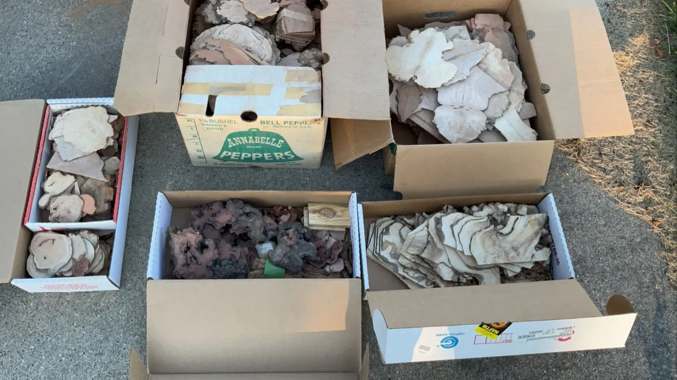 Thin Wood Burl Slices in Cardboard Boxes