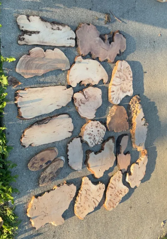 Live Edge Burl Wood Slabs and Slices