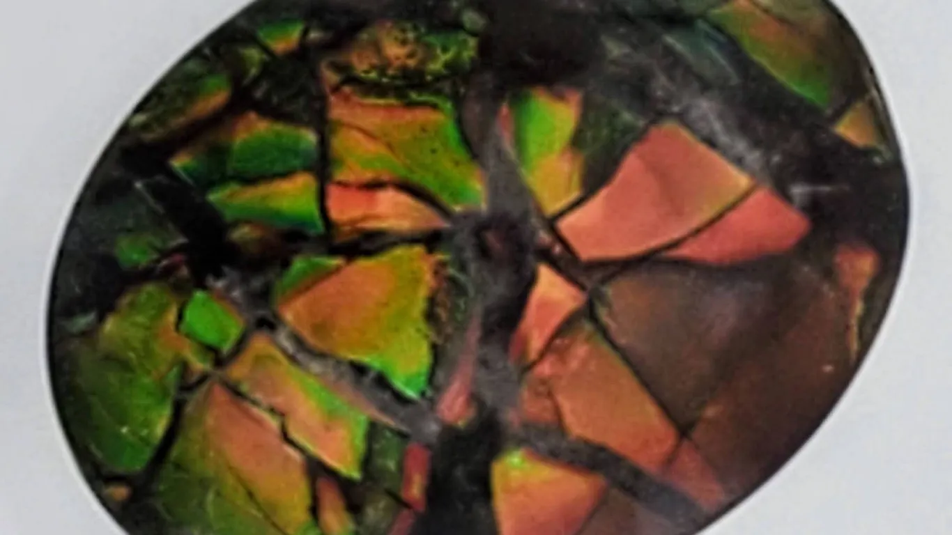 Ammonite (6 ct, 12×10 mm)