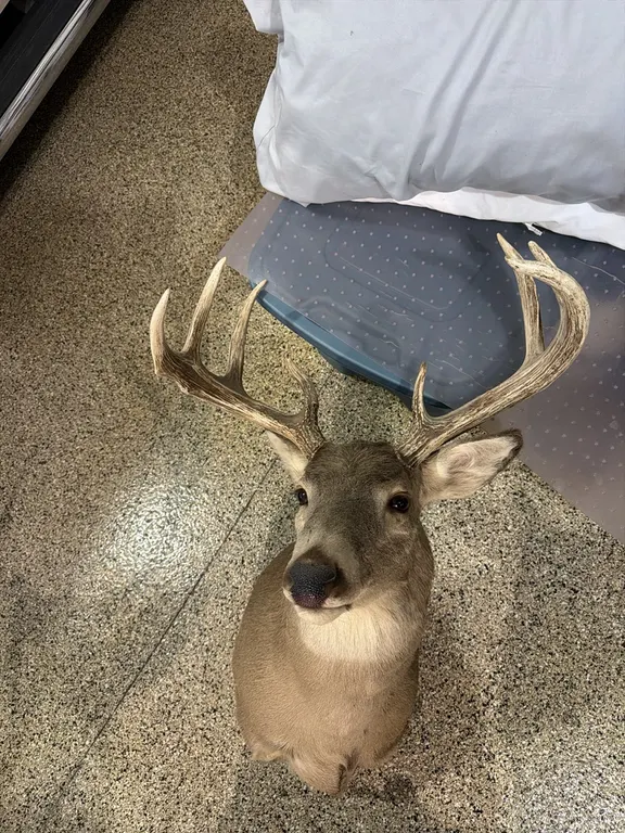 Trophy white tail