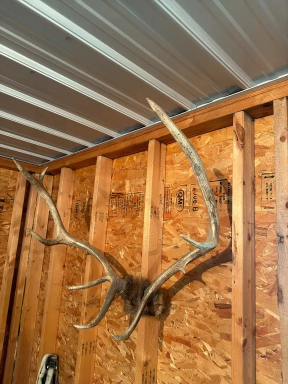 elk horns