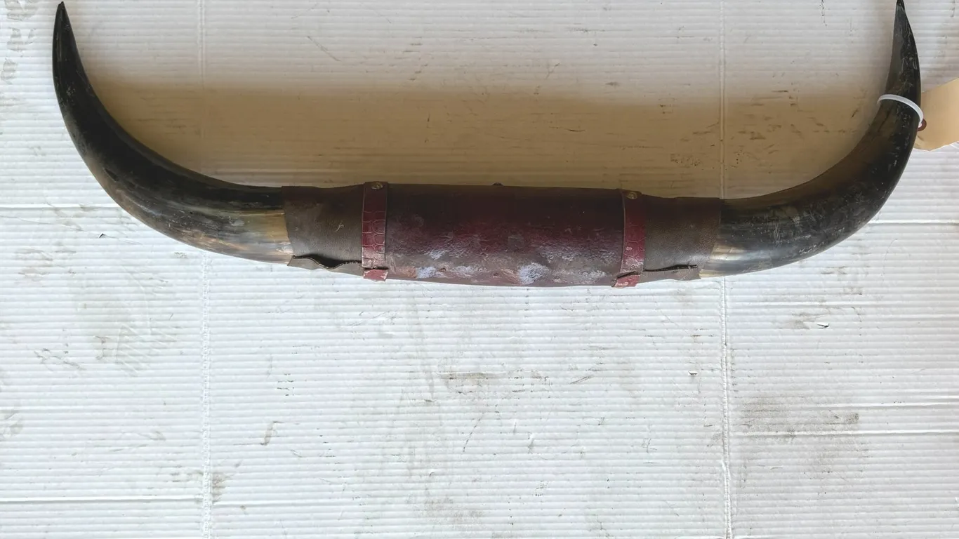 Decorative Bull Horn