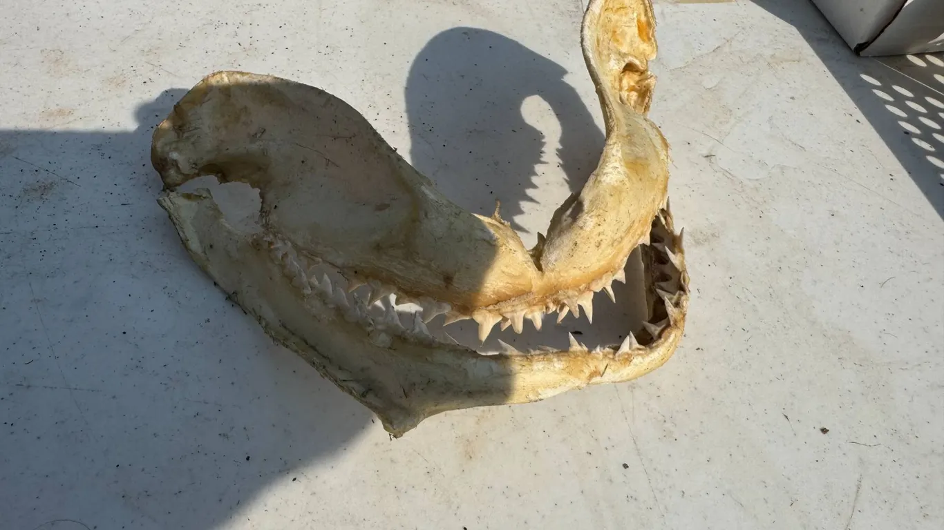 Shark Jaw Bone with Teeth