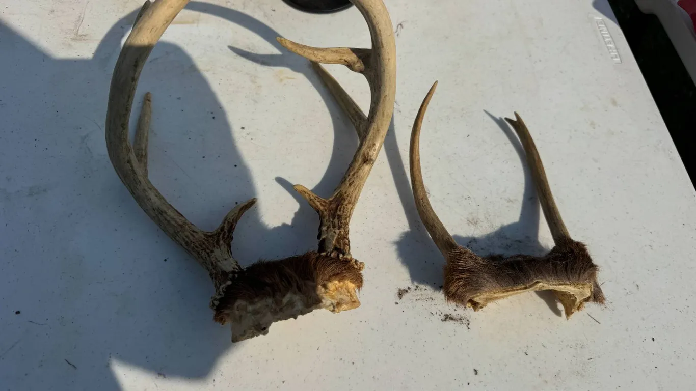 Deer Antler Pair
