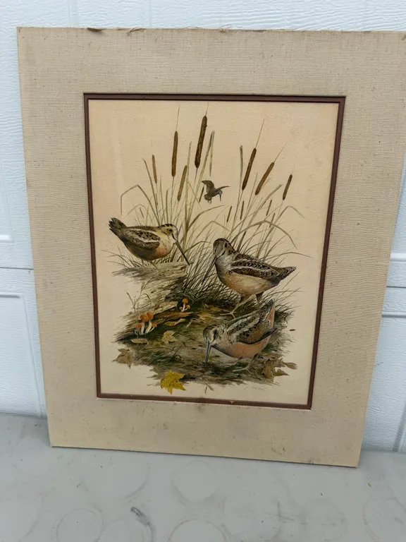 Signed Woodcock Game Bird Wildlife Art Print
