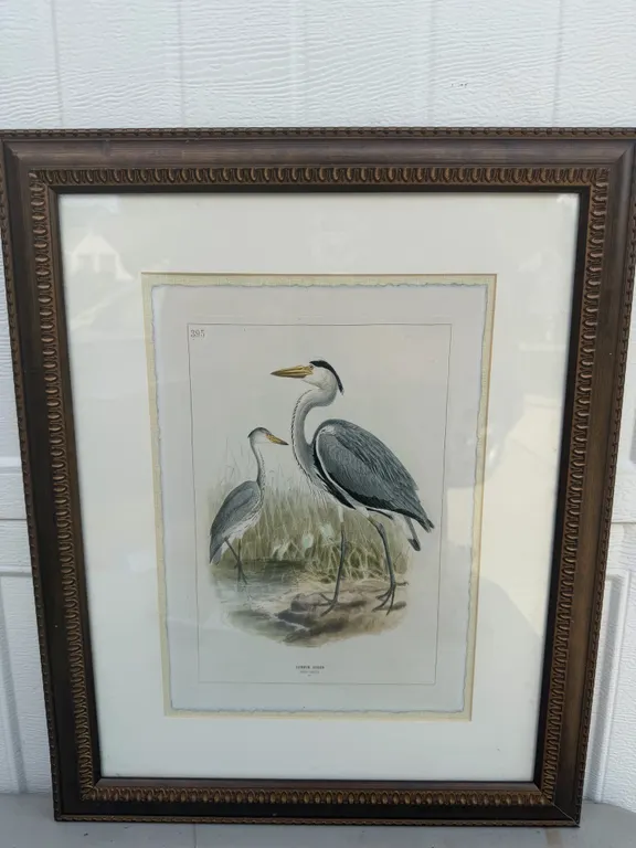 Framed Common Heron Ornithology Bird Print