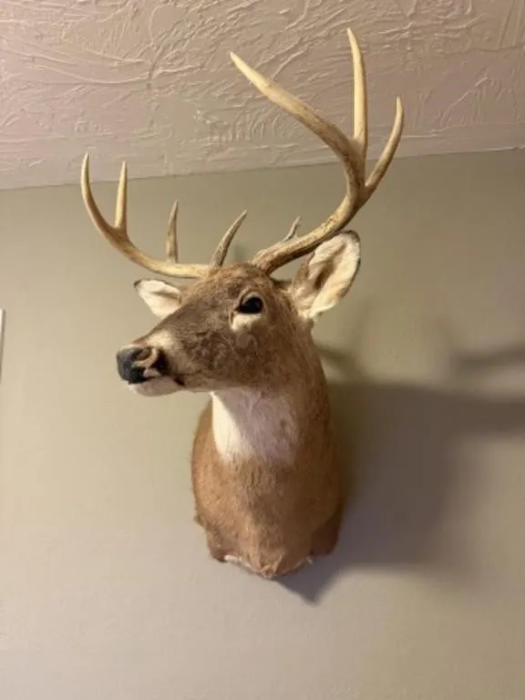 Shoulder Mount White-Tail Deer Taxidermy