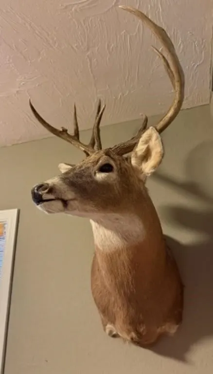 Shoulder Mount White-Tail Deer Taxidermy