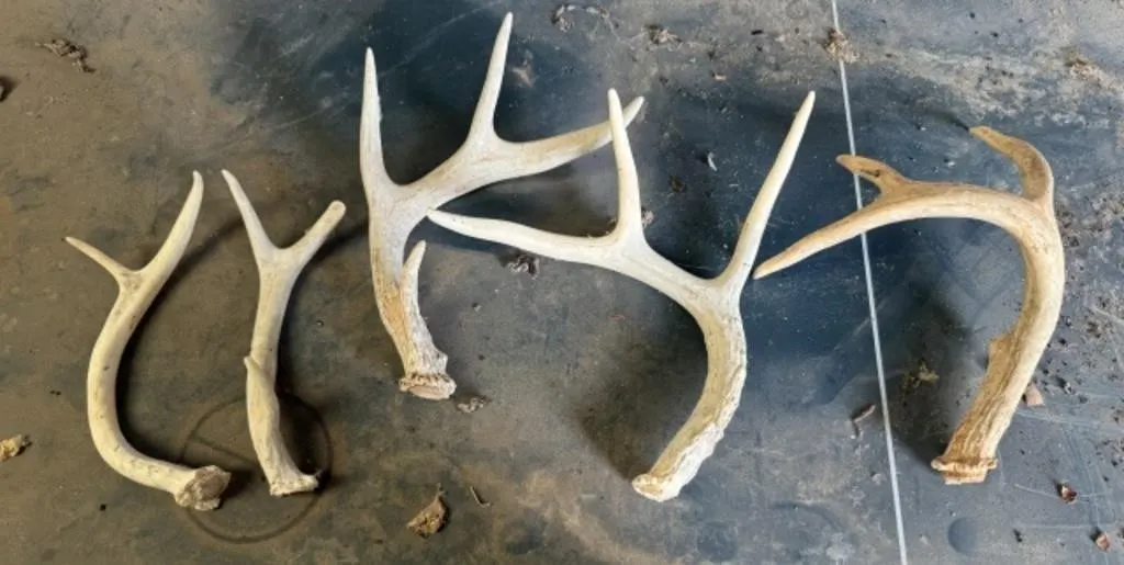 Deer Antlers
