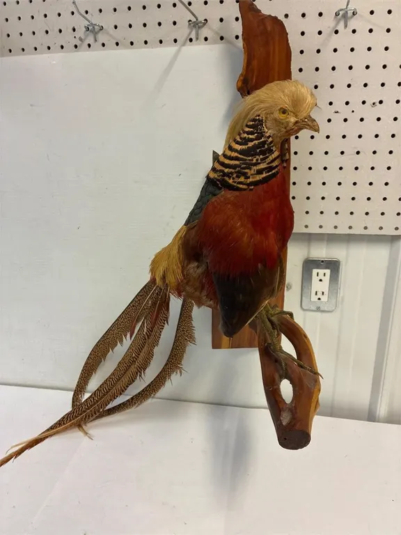 Golden Pheasant mounted for wall