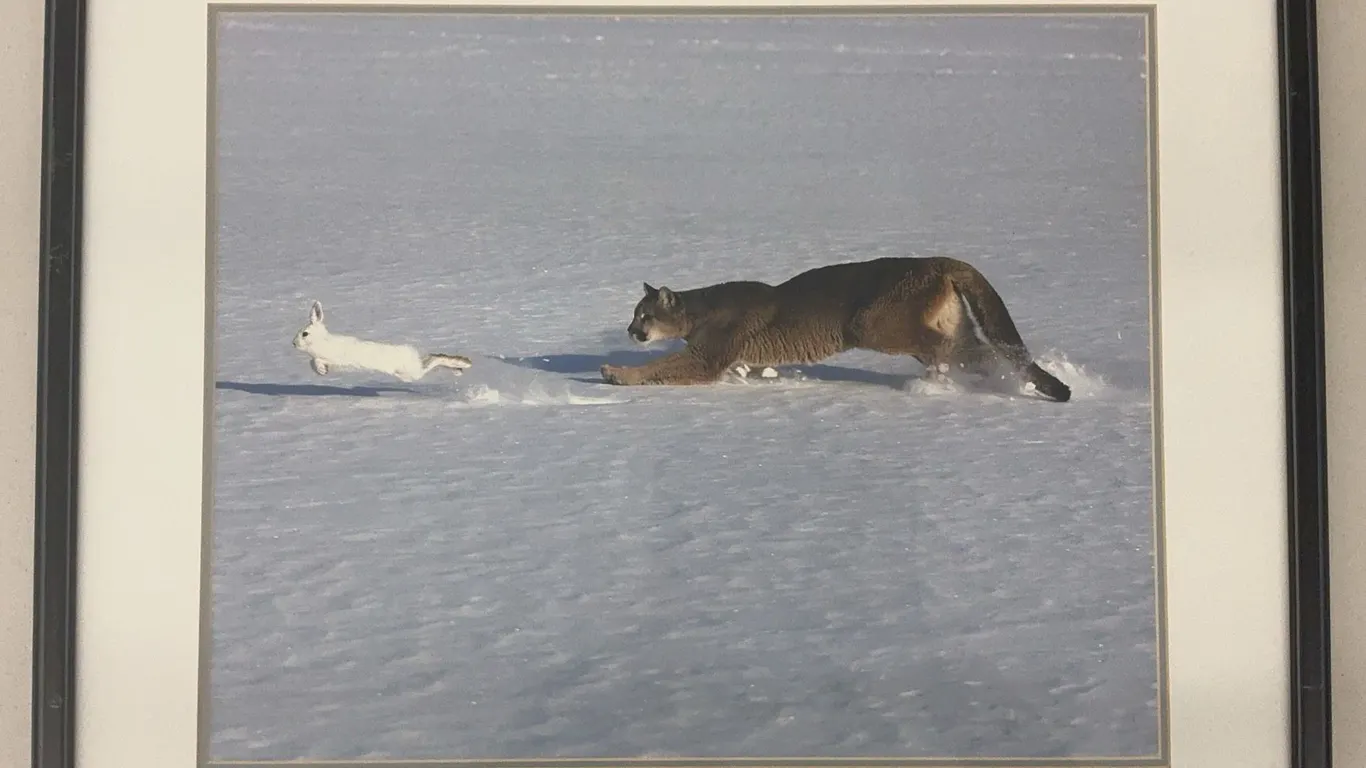 Framed Wildlife Art Print: Cougar Chasing Hare on Snow, 23 x 27”