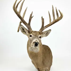 DEER WHITE TAILED