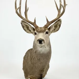 DEER - MULE